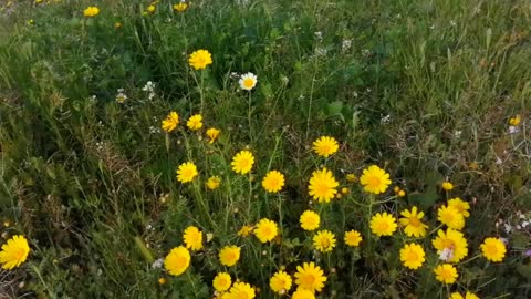 flower and music