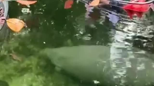 Dog almost turned to crocodile bait fantastic animals 😍🥰