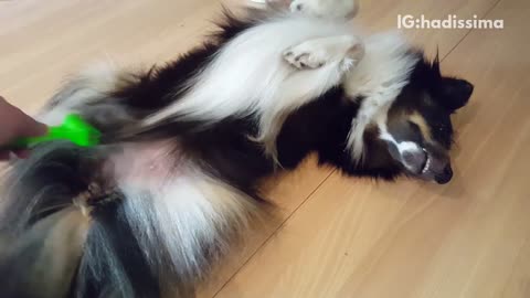 Black and brown dog gets stomach green brushed on floor