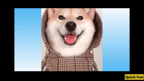 Dogs and Cats Very Funny Videos