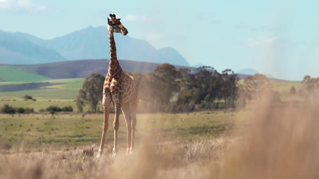 Linda Girafa