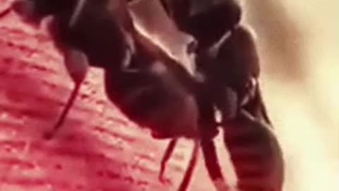 Funny mating