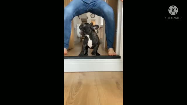 Dog spite run