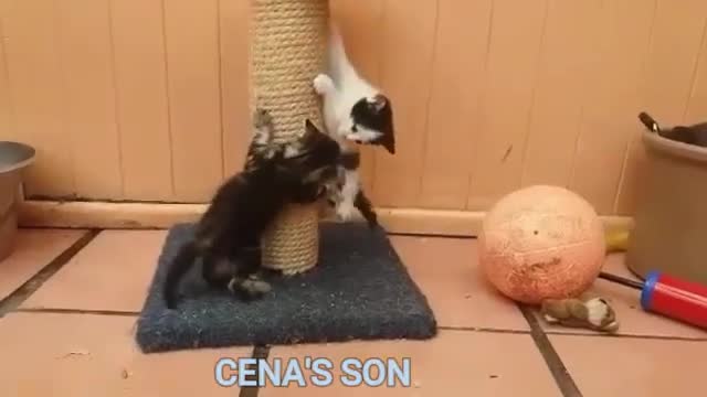 If your cat is John Cena!!! Funny Animals Videos 2021 (watch till the end)