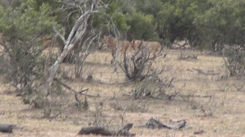 Wild dog and Lion sighting in the Kruger National Park