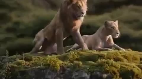 The affection and love of lions