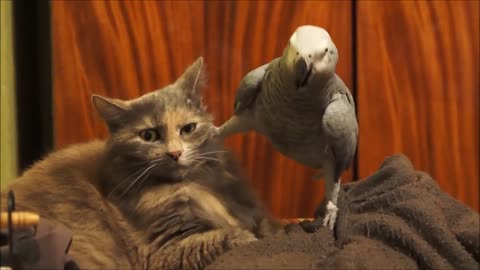 parrot provoking cat#