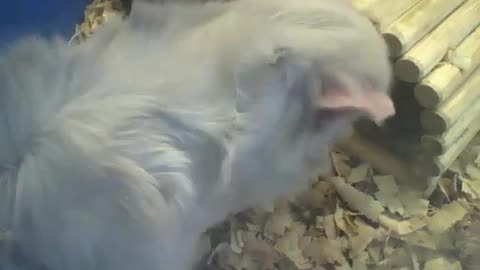 Abyssinian guinea pig takes a bath and scratches himself, he's very cute! [Nature & Animals]