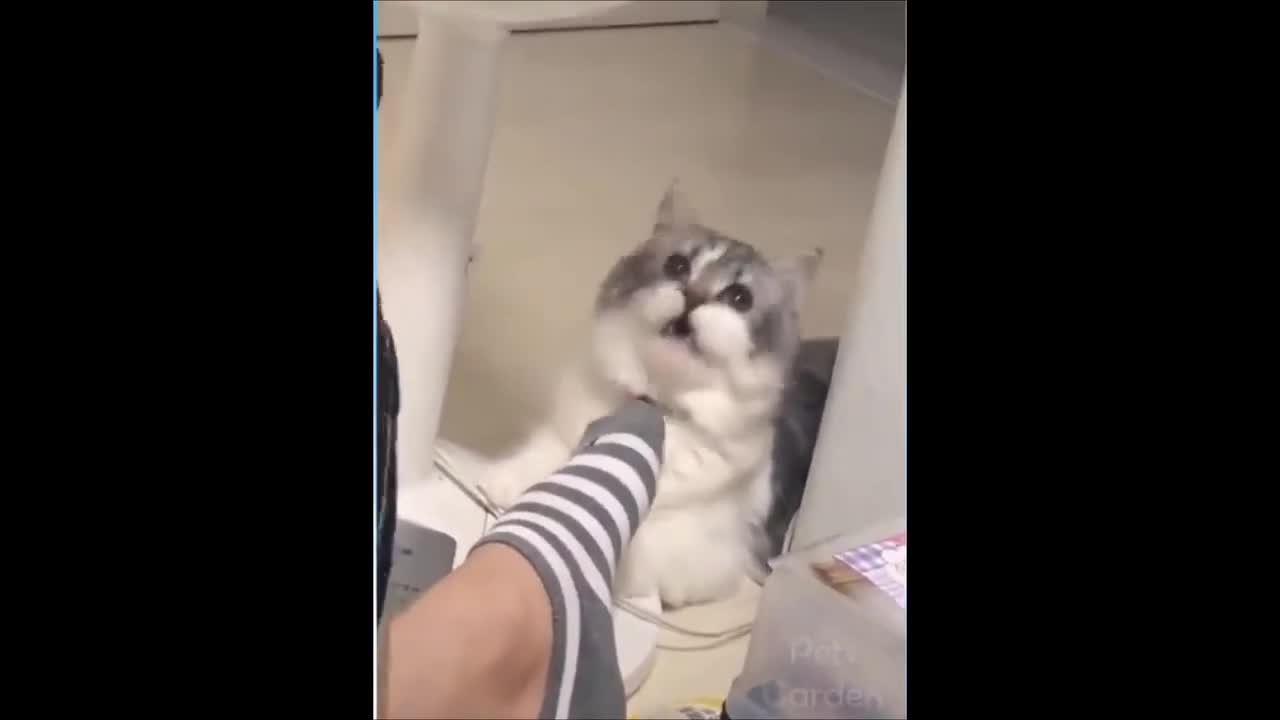 Cats funny clips try not to laugh