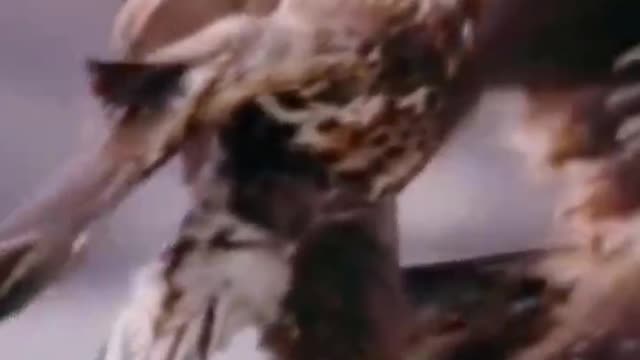 The mantis catches the cicada, the yellow sparrow catches the cicada.