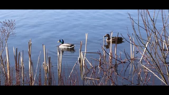 Nature in Denmark, Ansager (Cinematic video of nature)