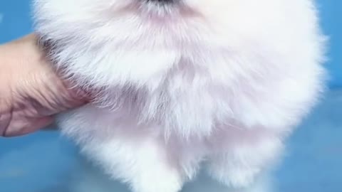cute to explosive dog
