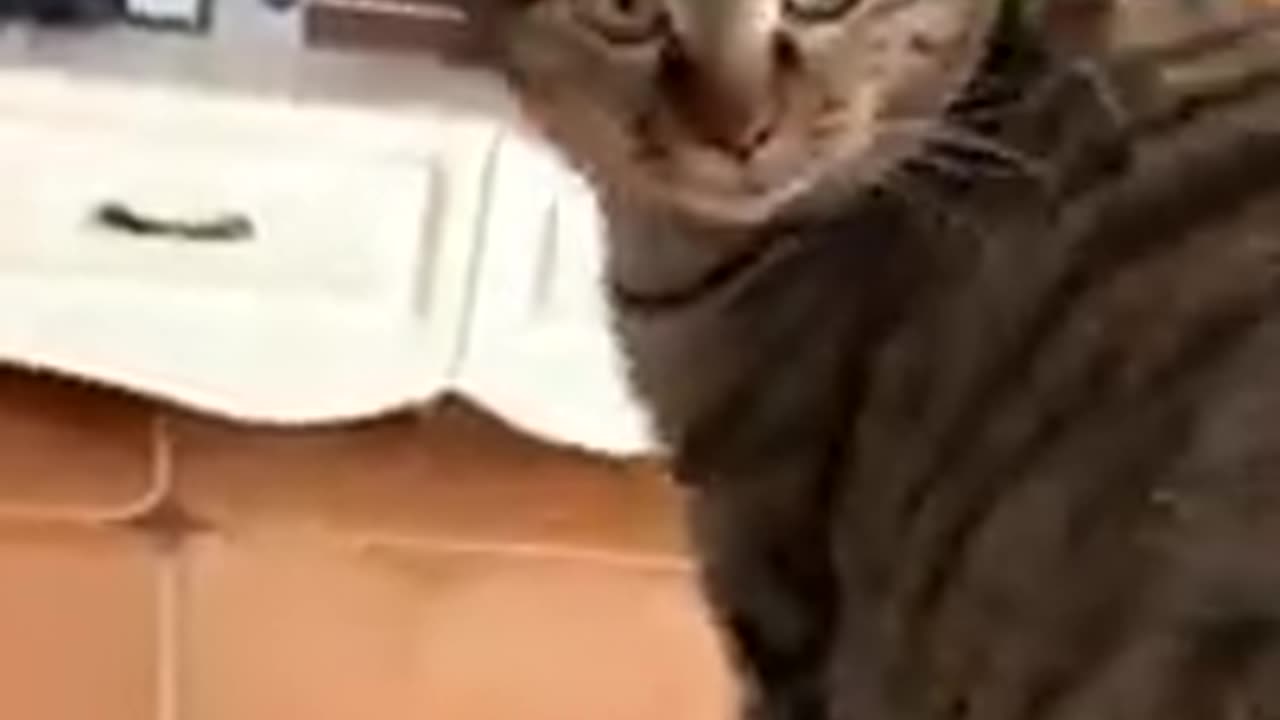 Funny video of Animal