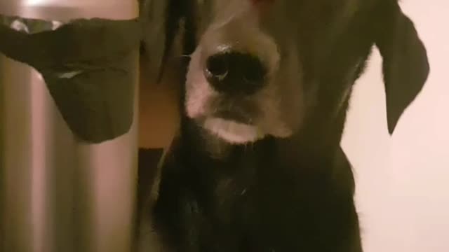 Black dog with berry on nose waiting to eat