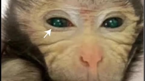 CHINA GROWS FIRST EVER FLUORESCENT GREEN CHIMERA MONKEY USING STEM CELLS