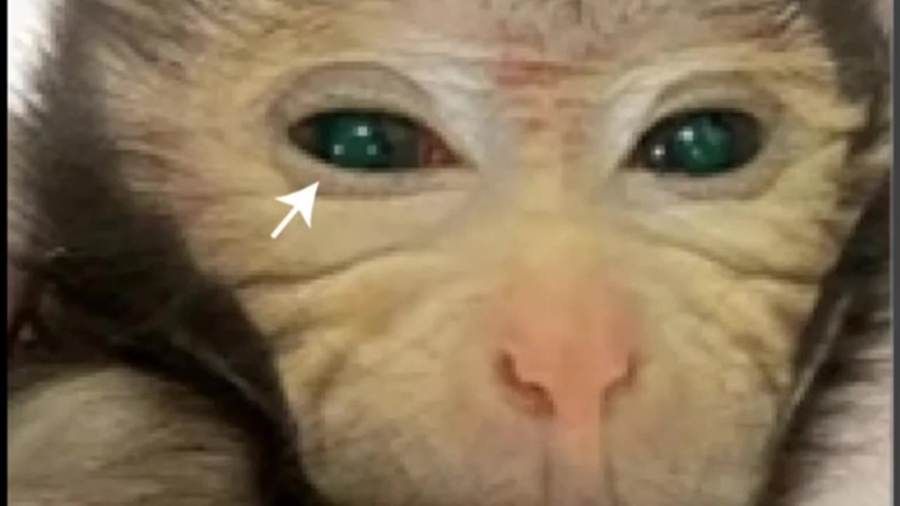 CHINA GROWS FIRST EVER FLUORESCENT GREEN CHIMERA MONKEY USING STEM CELLS