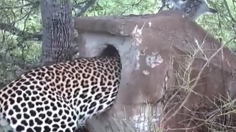 The leopard catches the baby bird as prey#animals #thegioidongvat #wildanimals #panthers