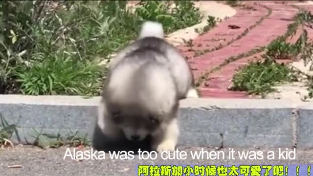 when alaska was a kid（4）