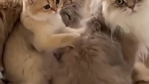 Dogs and cats funny video