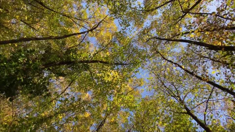 A wonderful view- trees, leaves and sky