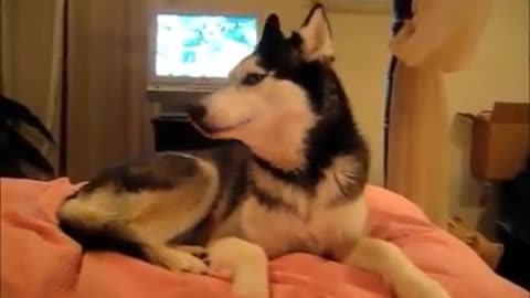 The dog love