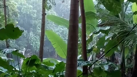 Nature rain