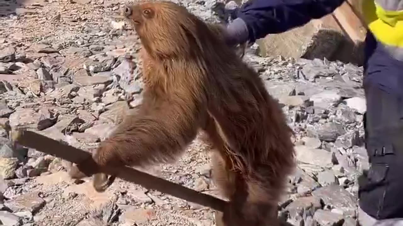 The sloth wasn't in the construction site. The constitution site was in his habitat