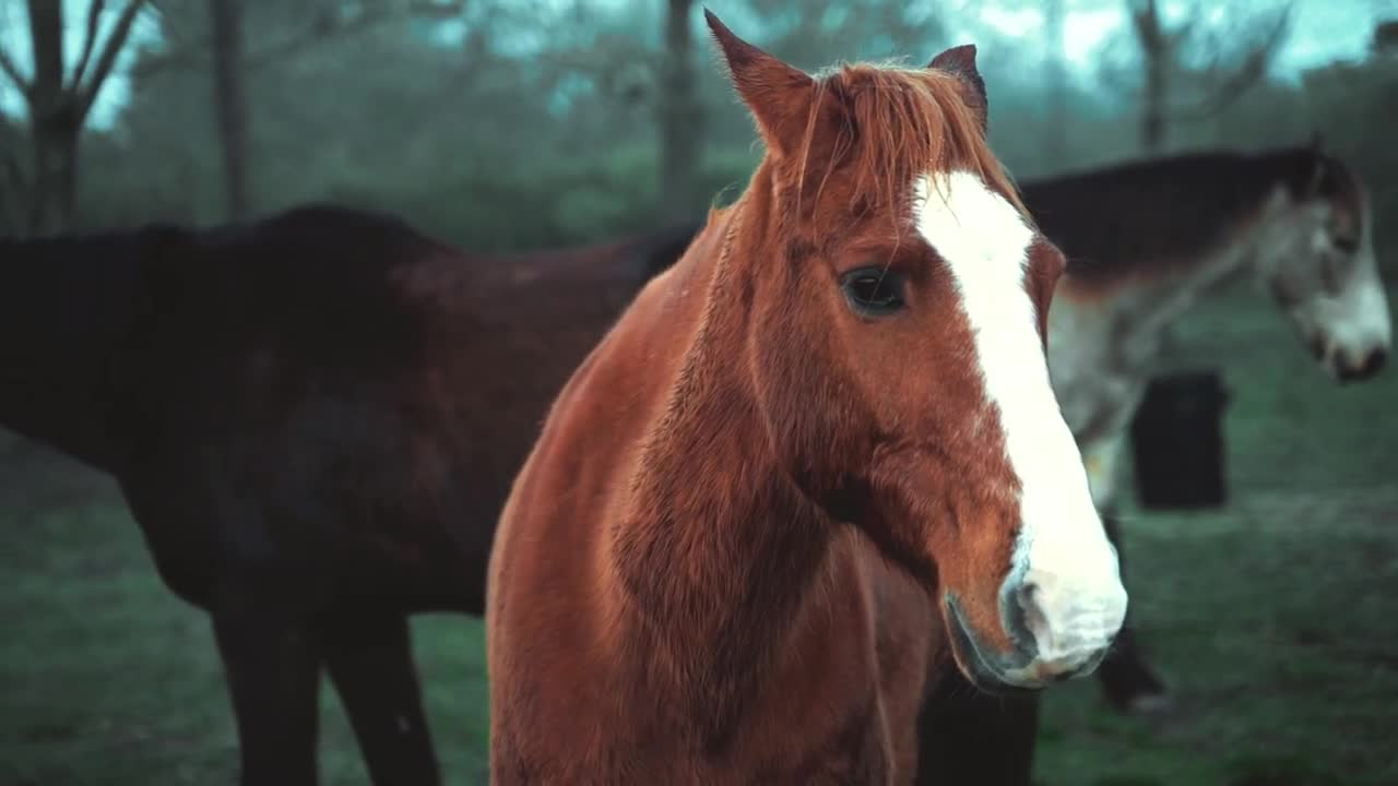 Cavalos passeando soltos na fazenda