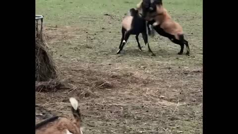 Two guys are fighting