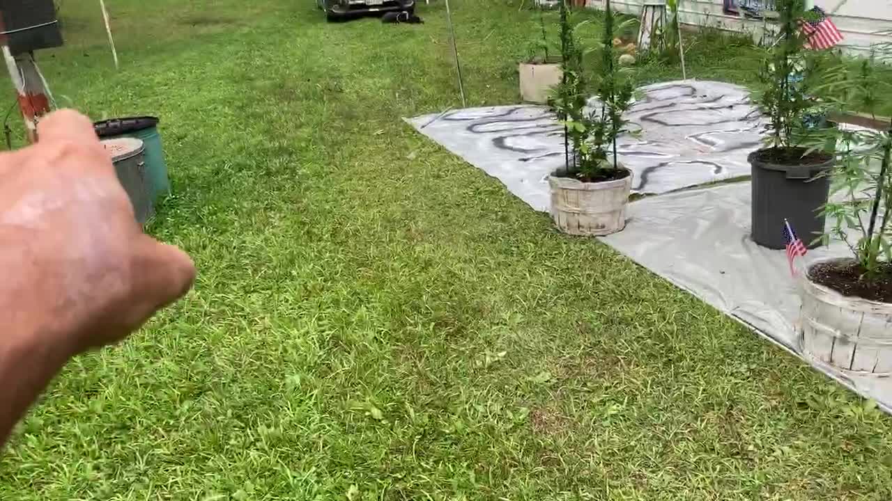 Labor Day🦚🧨Trump victory garden 9/04/2021