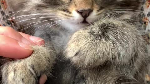 What a cute little kitten