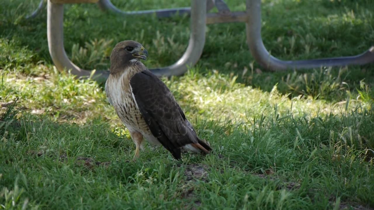 Mockingbird Attacks Red-Tailed Hawk