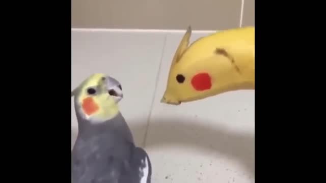 parrot and banana