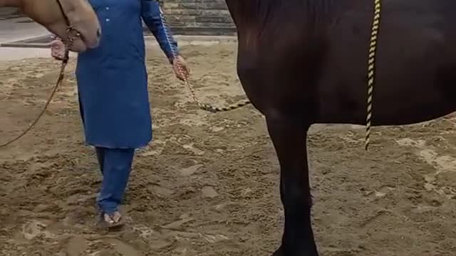 Horses video-funny big horses video