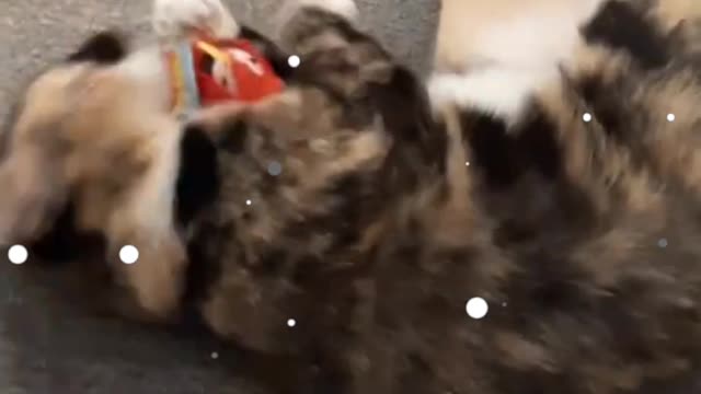 Cat video | cat playing with doll .So cute