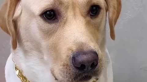 A dog that is often teased by its owner 🤣🤣🤣