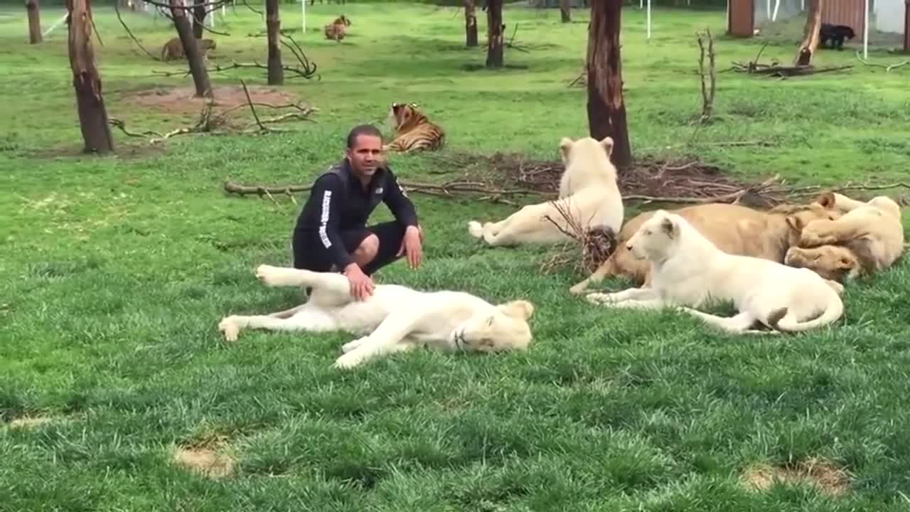 Tiger Save Man From A Leopard Attack