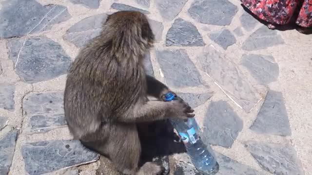 Funny Monkey drinking water