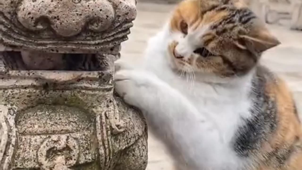 Funny cat