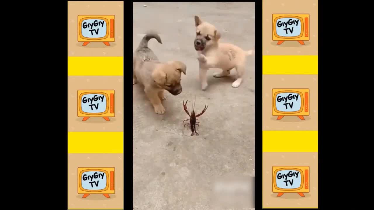 Quick Videos Of Funny And Cute Pets #11