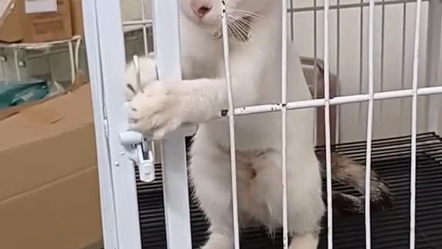 animaisfofos smart cat