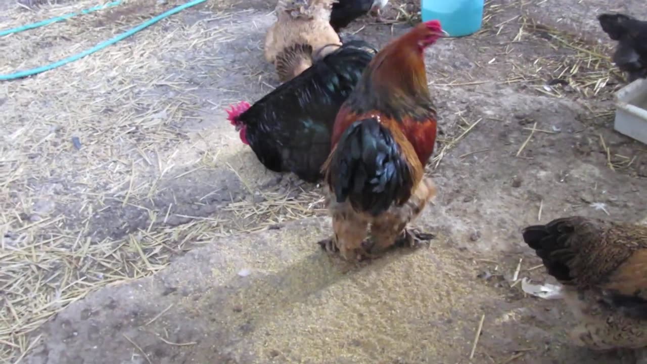 Mandarin chicks. one and a half month old