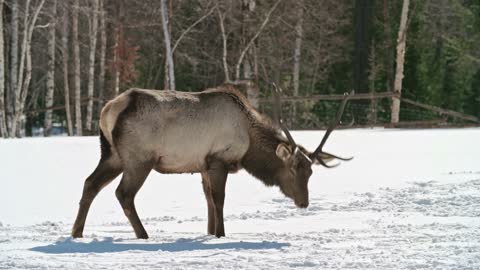 deer in the winter season 2021