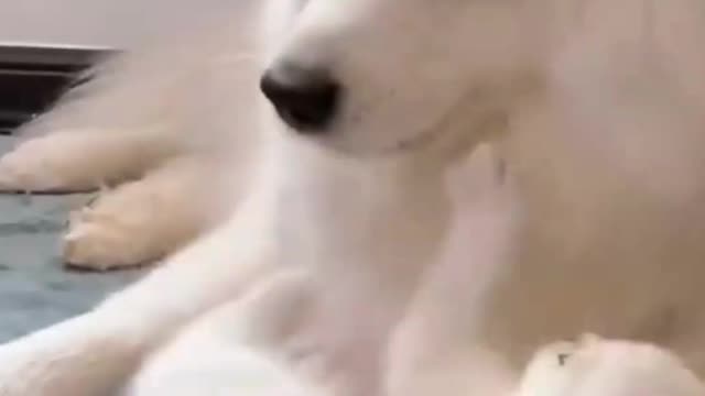 Cute puppy funnyVideos Compilation