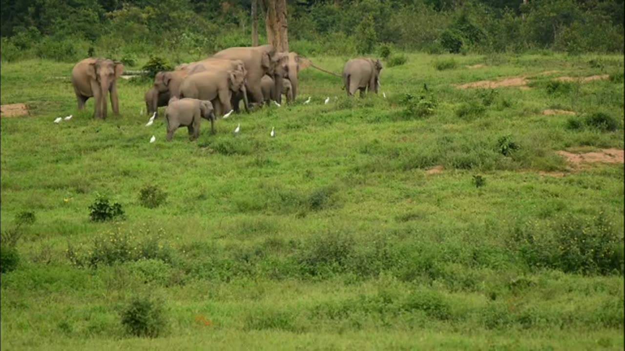 Most Funny and Cute Baby Elephant Videos (Copyright Free) Full HD