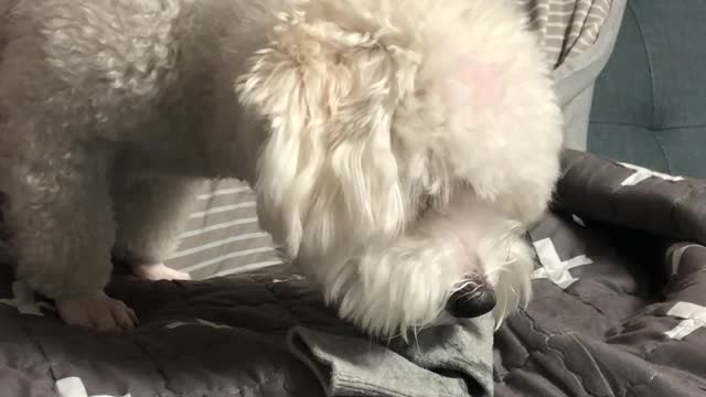 Cute dog is playing with Socks