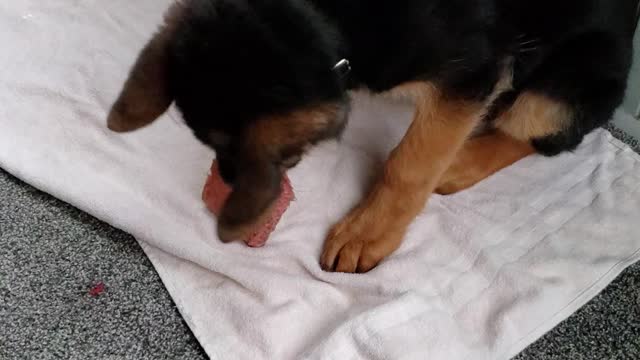 GSD Jake 13.5 weeks