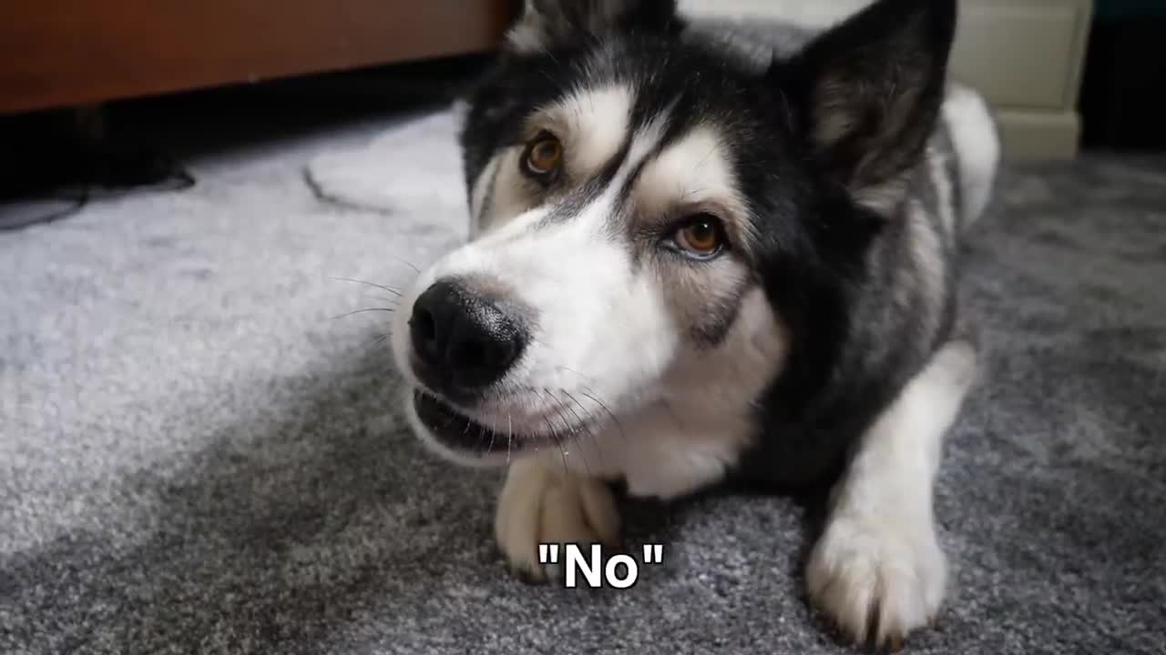 15 Times My HUSKY Spoke Near Perfect English! The Best He Can!