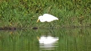 Great White Egret