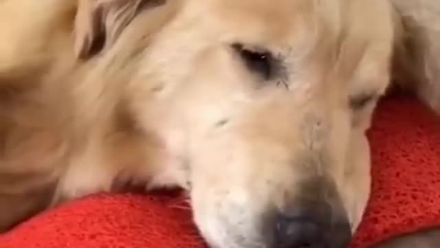 A Dog's Good Deed
